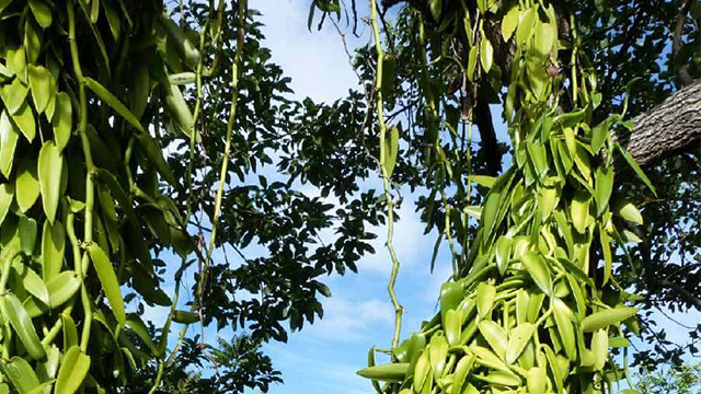 Plante de vanille